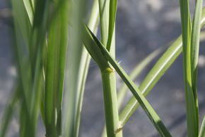 Miscanthus, roseau de Chine 'Sirene'