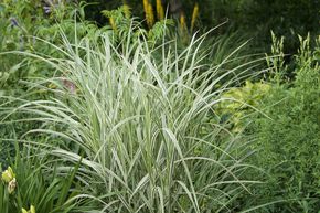 Miscanthus, roseau de Chine 'Variegatus'