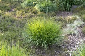 Molinie bleue 'Rotschopf'