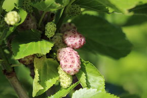 M�rier blanc Bombyx� 'Zuckers�ss'