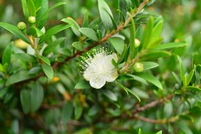 Myrte commun 'Microphylla'