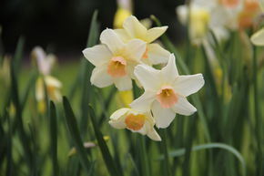 Narcisse Jonquilla 'Bell Song'