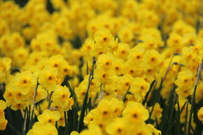 Narcisse Jonquilla 'Kokopellii'