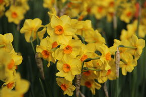 Narcisse Jonquilla 'Martinette'