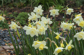 Narcisse Jonquilla 'Pueblo'