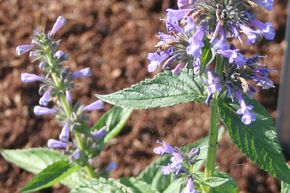 Herbe aux chats � fleurs bleues