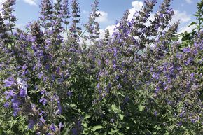 Herbe aux chats 'Six Hills Giant'