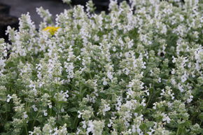 Herbe � chat, Chataire 'Snowflake'
