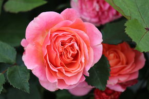 Rosier � grandes fleurs nostalgique 'Mary Ann'