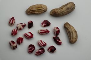 Plant d'arachide (Not)Just Peanuts� JustBehappy�