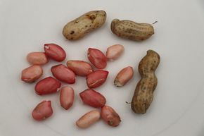 Plant d'arachide (Not)Just Peanuts� Justpink�