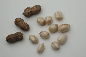 Plante d'arachide (Not)Just Peanuts� Justwhite�