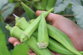 Graines d'okra 'Santa Cruz'
