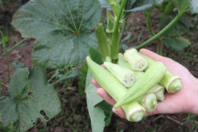 Graines d'okra 'Silver Queen'
