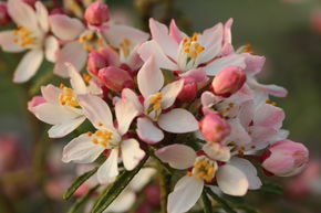 Oranger du Mexique 'Apple Blossom�'