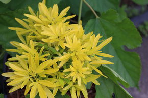 Oranger du Mexique 'Gold Star'