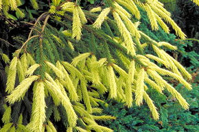 Sapinette d'Orient 'Aurea'