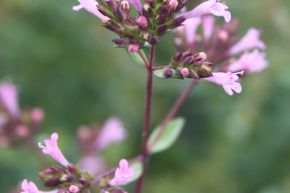 Origan � fleurs 'Aromaticum'