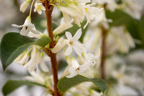 Fleur parfum�e - plante XXL