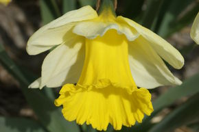 Narcisse, Jonquille 'Holland Sensation'