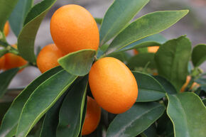 Kumquat ovale