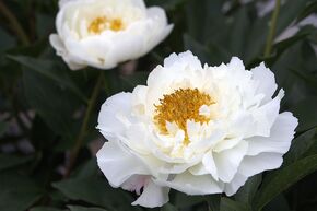 Pivoine 'Kelways Glorious'