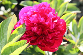 Pivoine 'Rubra Plena'
