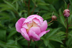 Pivoine 'Bowl of Beauty'