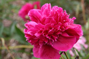 Pivoine 'Inspecteur Lavergne'