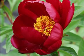 Pivoine 'Black Star'