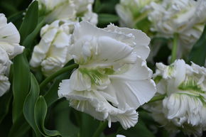 Tulipe perroquet 'Witte Rebel'