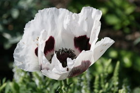 Pavot d'Orient 'Royal Wedding'