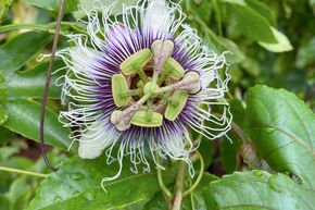 Passiflore aux fruits de la passion