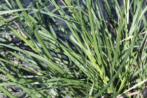 Herbe aux �couvillons blancs 'Compressum'