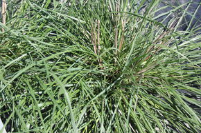 Herbe aux �couvillons 'Herbstzauber'