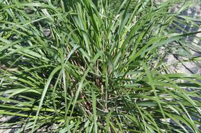 Herbe aux �couvillons 'Moudry