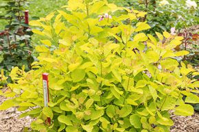 Arbre aux perruques 'Golden Lady'