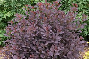 Arbre aux perruques 'Winecraft black'