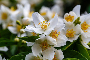 Jasmin des jardins 'Belle Etoile' - plante XXL