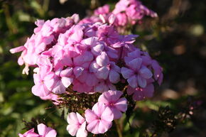 Phlox panicul� 'Minnehaha'