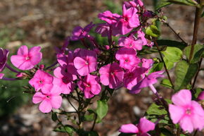 Phlox panicul� 'Winnetou'
