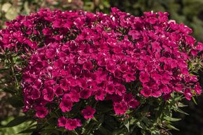 Phlox panicul� 'Early Cerise'