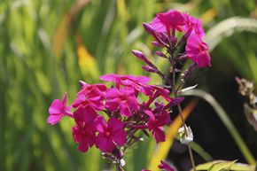 Phlox panicul� 'Kirchenf�rst'