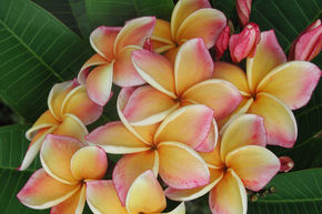 Frangipanier 'California Sunset'
