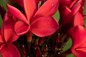 Frangipanier rouge 'Cardinal'