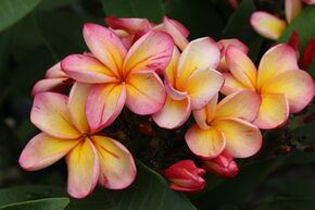 Frangipanier rouge 'Desert Sunrise'