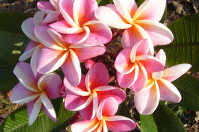 Frangipanier 'Divine'