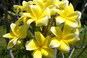 Frangipanier 'Inca Gold'