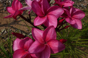 Frangipanier 'Jubilee'