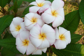 Frangipanier 'Mini White'